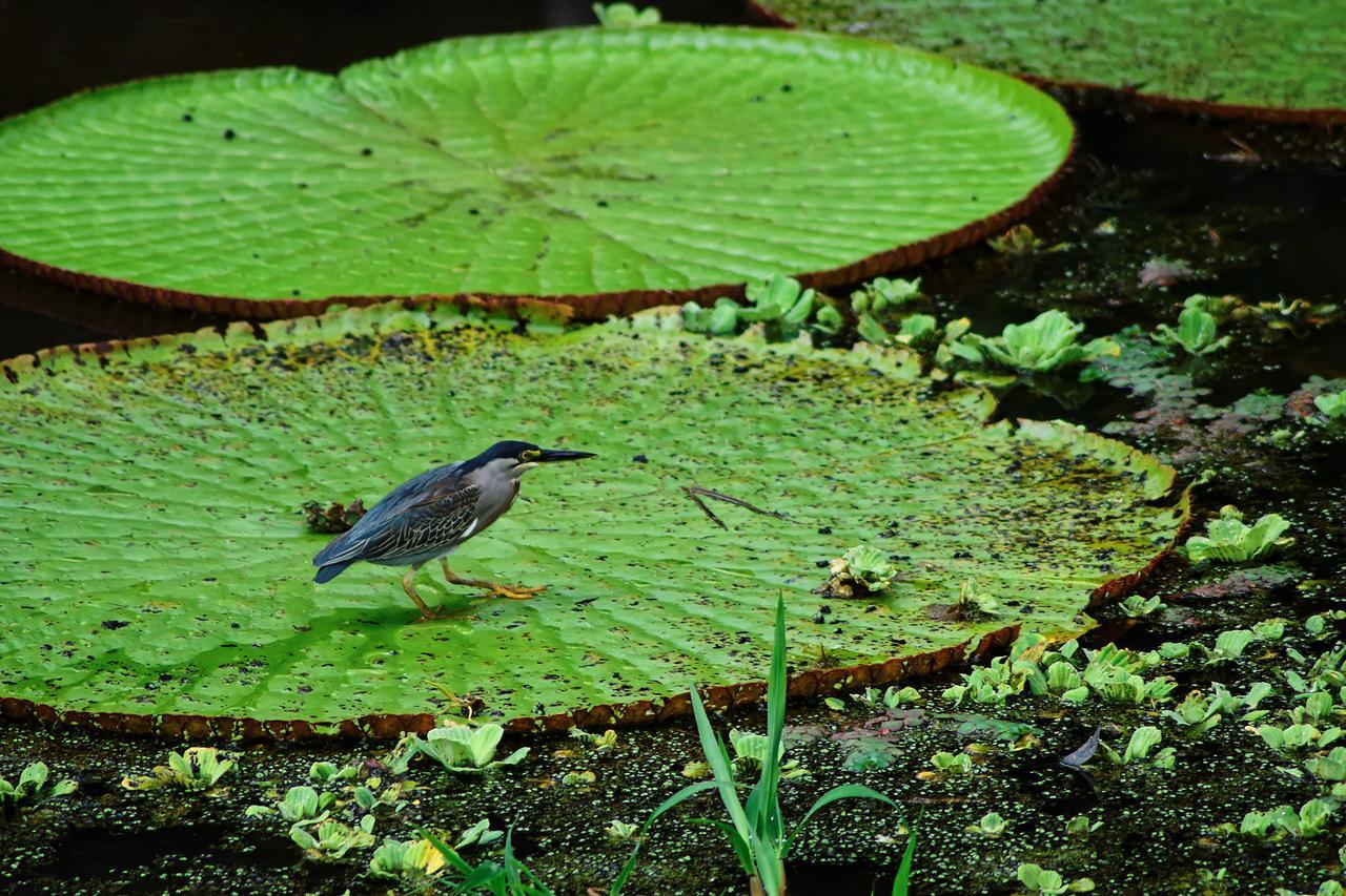 Eware Refugio Amazonico Hotel Puerto Narino Luaran gambar